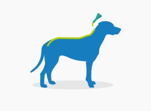 apply frontline plus