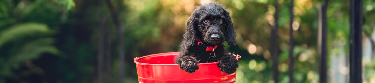 como-acabar-con-las-pulgas-mascota