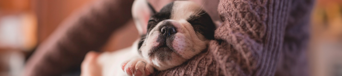 pulgas-en-perros-solo-la-punta-del-iceberg