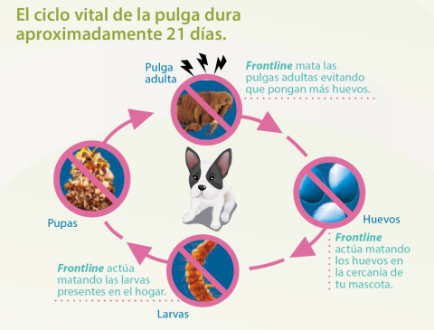 ciclo de vida de la pulga
